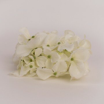 Головка гортензии изящной кремовая