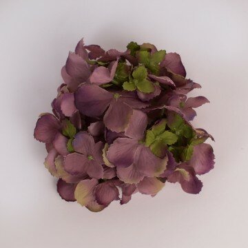 Головка гортензии изящной винтажная