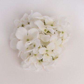 Головка гортензии изящной белая