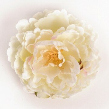 Головка пиона ванильная