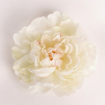 Головка пиона молочная шелковая