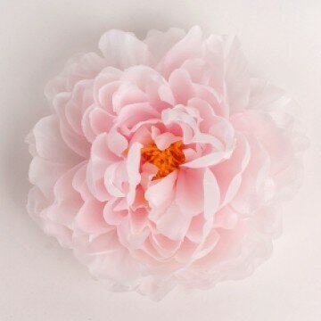 Головка пиона холодно-розовая шелковая