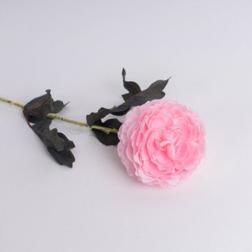 Камелия розовая