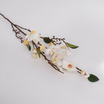 Ветка магнолии мелкой