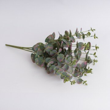 Куст эвкалипта болотно-зеленый