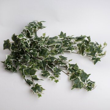 Куст плюща крупный с бело-зелеными листьями