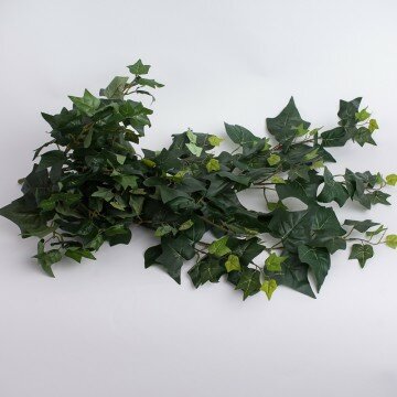 Куст плюща крупный с зелеными листьями